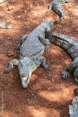 alligator in the everglades