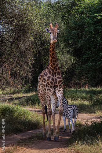 Photography giraffe in the wild