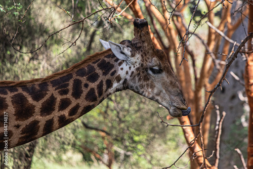 Photography giraffe eating grass