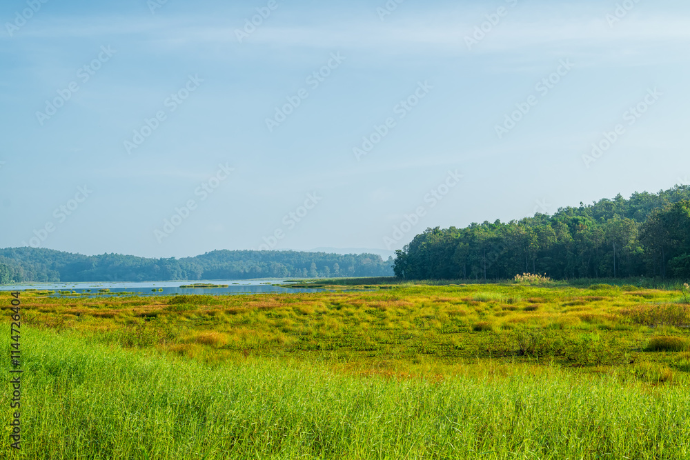 Beautiful swamp and forest in nation park. Nature background.