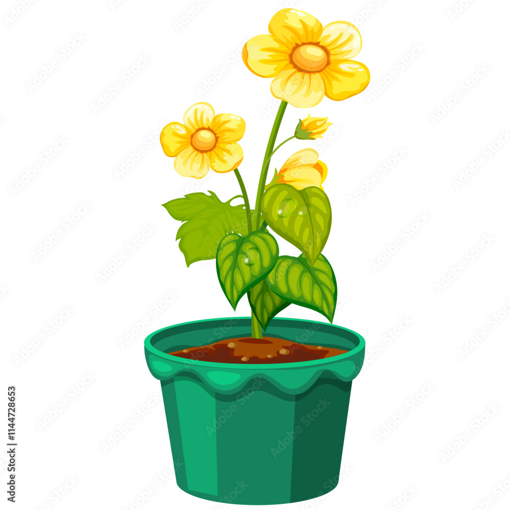 Yellow indoor flower in a pot without background Yellow indoor flower in a pot without background
