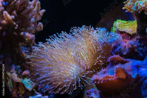 Sarcophyton glaucum fluorescent head tentacle, Sinularia dura mushroom soft coral frag on live rock stone, LED blue low light, beginner reef marine aquarium aquadesign, popular pet, selective focus