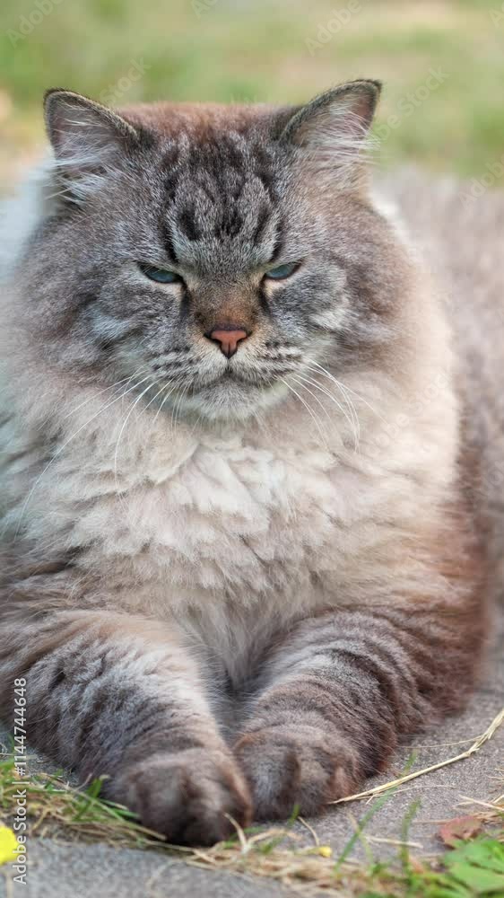Neva Masquerade Siberian domestic cat resting on a lawn, looking calm and content in a natural outdoor setting Neva Masquerade Siberian domestic cat resting on a lawn, looking calm and content in a natural outdoor setting