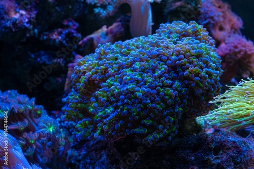fluorescent frogspawn coral, green tentacle blue tip, lps soft coral grow on frag plug, reef marine aquarium, live rock mariculture aquascape, LED low light, wavemaker laminar flow, blur background