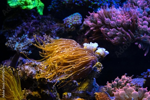 cultured golden Euphyllia glabrescens on frag plug, orange fluorescent tentacle, reef marine live rock ecosystem aquarium aquascape, popular pet in LED actinic blue light, soft coral farm cultivation photo