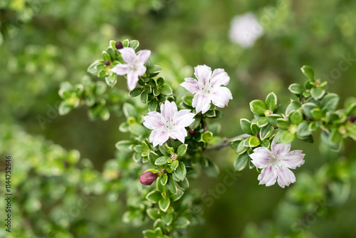 Beautiful Snow Rose (Serissa japonica) flowers. photo