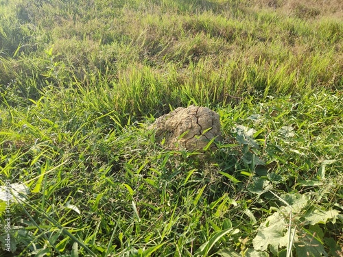 A dry mound of soil in the middle of green grass. photo