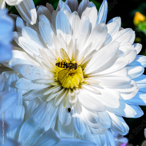 Flower fly hoverfly collects nectar on autumn flowers Chrysanthemum photo