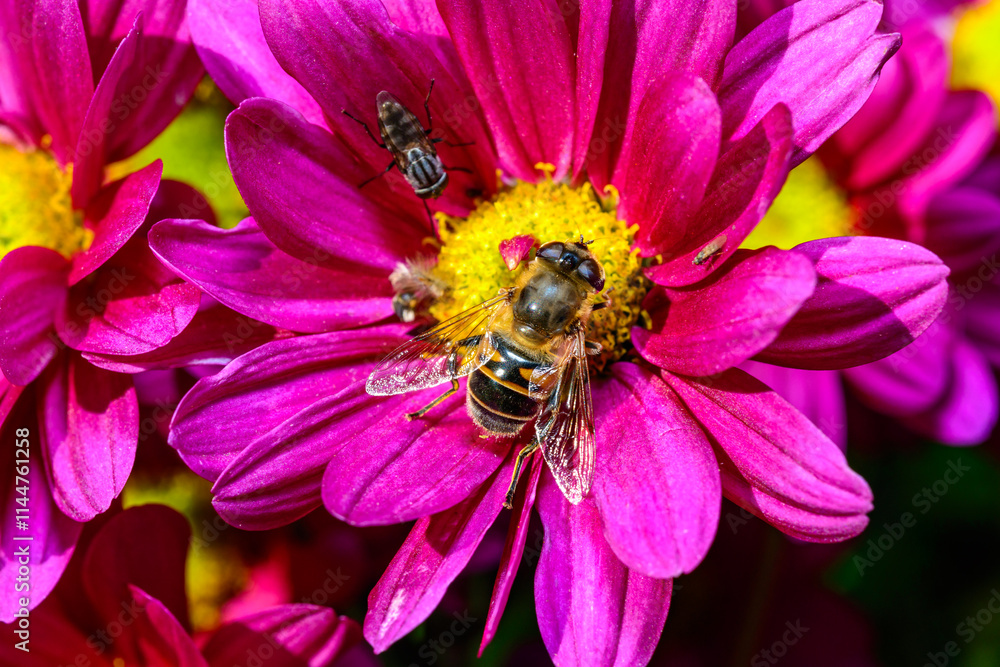 Batman hoverfly - Myathropa florea, flower fly hoverfly collects nectar on autumn flowers Chrysanthemum Batman hoverfly - Myathropa florea, flower fly hoverfly collects nectar on autumn flowers Chrysanthemum