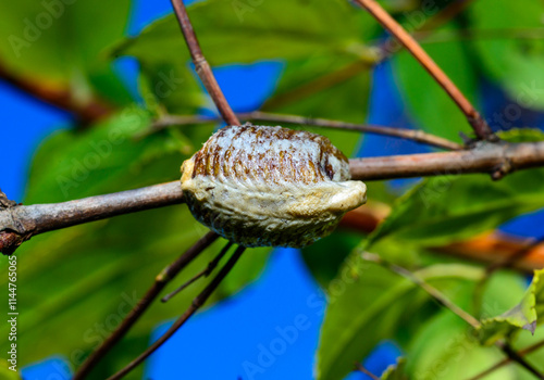 Hierodula transcaucasica - ootheca, a cocoon with eggs of an invasive mantis in Ukraine attached to a twig against the background of leaves photo