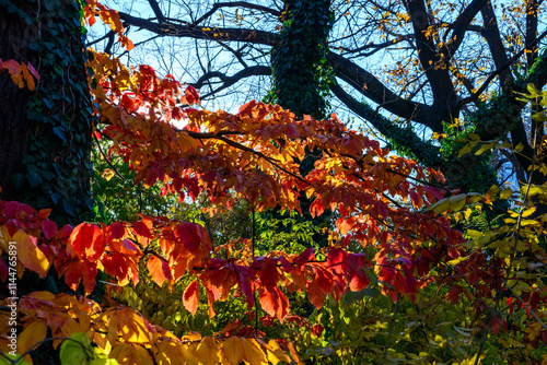 Sun rays among the leaves Parrotia persica - tree branch in autumn with beautiful red-yellow leaves photo