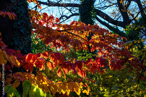 Sun rays among the leaves Parrotia persica - tree branch in autumn with beautiful red-yellow leaves photo