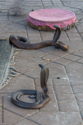 Cobra snake at the Jemaa el Fna square in Marrakech in Morocco photo