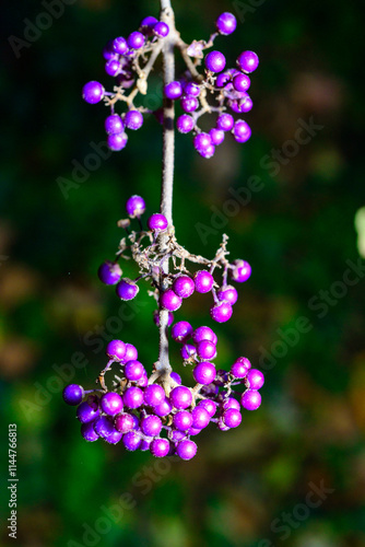 Beautyberry Callicarpa dichotoma - purple fruits on an ornamental shrub in autumn in a park in Odessa photo