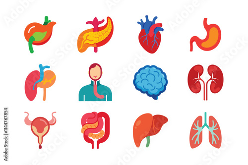 Internal Organs of human body vector art illustration bundle