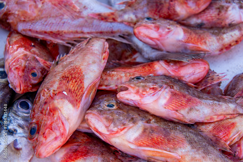 Fresh fish on the fishing port of Essaouira in Morocco Fresh fish on the fishing port of Essaouira in Morocco