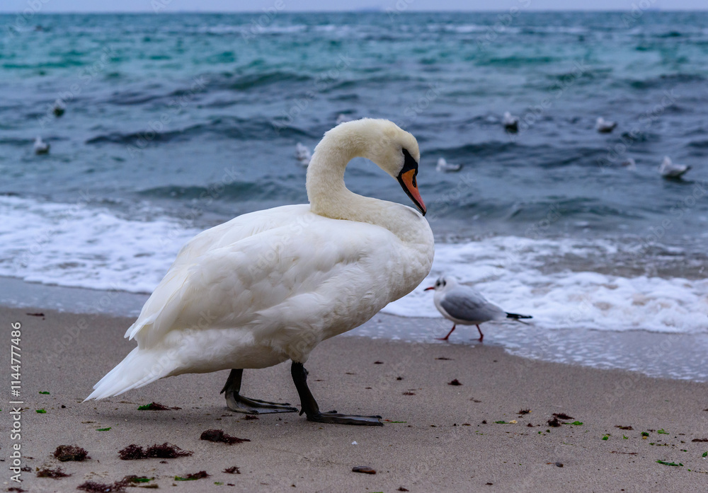 Fototapeta premium The mute swan Cygnus olor, adult bird slowly walks along sandy shore of Black Sea