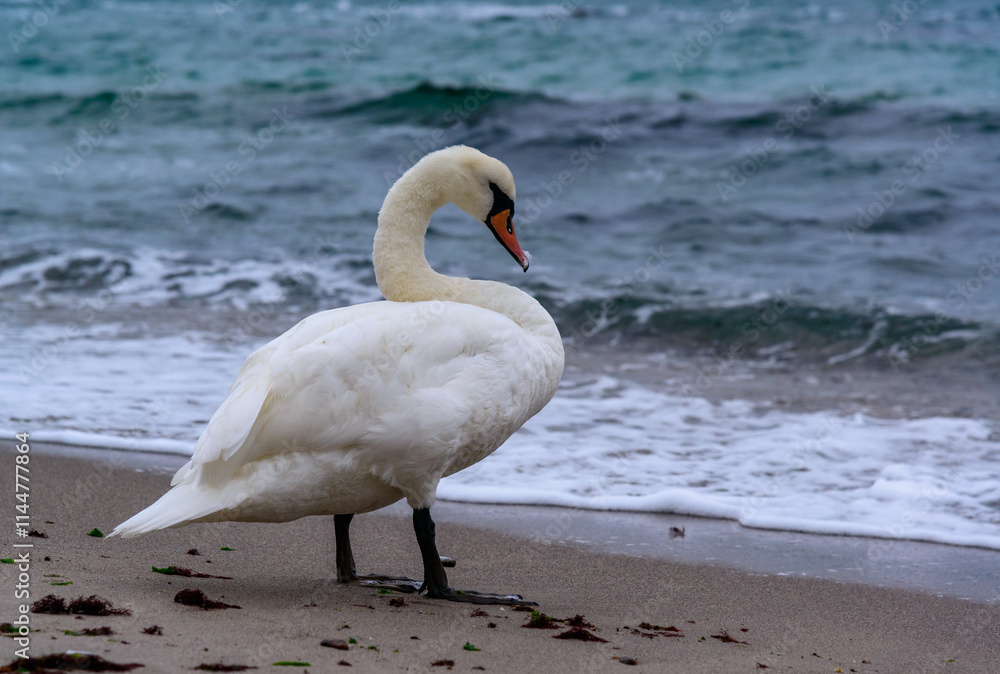 The mute swan Cygnus olor, adult bird resting on sandy shore of Black sea The mute swan Cygnus olor, adult bird resting on sandy shore of Black sea