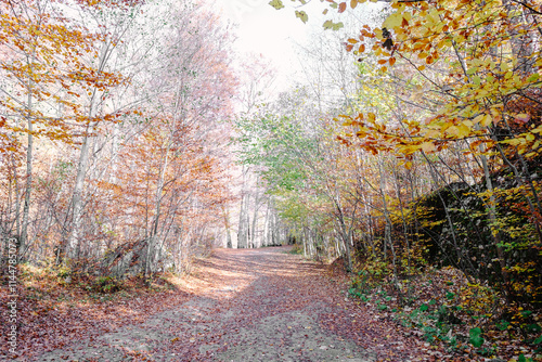 Vertical picture of Colorful Autumn Forest photo