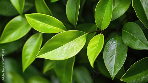 Close-up image of vibrant green leaves from the Smilax plant in a lush tropical garden, emphasizing the intricate details of nature with ample copy space available. photo