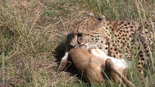 Extreme Close-Up of a Cheetah Killing a Gazelle