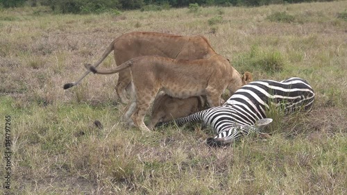 Three Lionesses Feed on a Fresh Zebra Kill in the Masai Mara