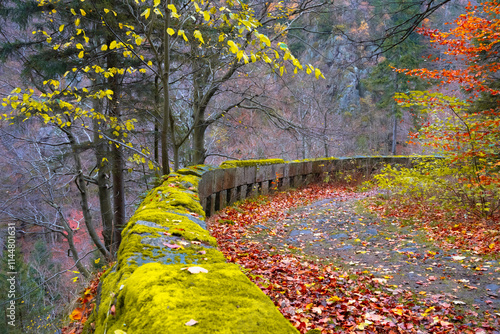 Vibrant autumn foliage lines the historic Stolpich Road in the Jizera Mountains, showcasing brilliant yellow and orange leaves against a moss-covered stone wall. photo