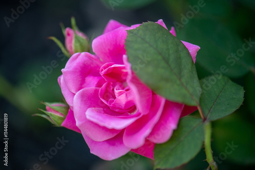 Magenta Rose