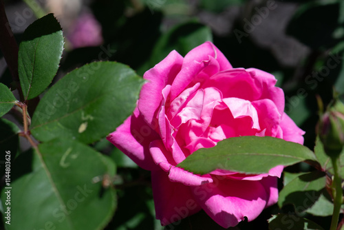Magenta Rose