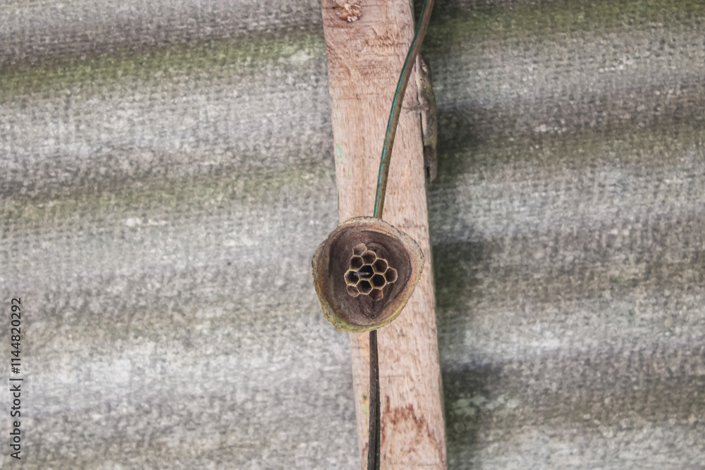 beehives hanging from the roof frame of a simple house
