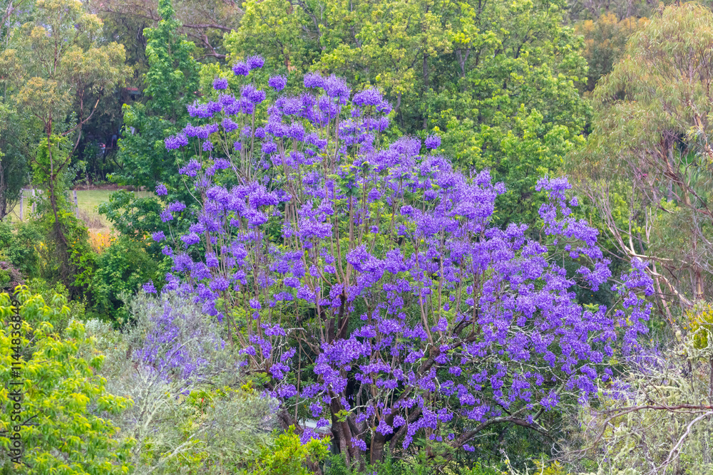 Obraz premium Photograph of a large Jacaranda tree with colourful violet blossoms in a domestic garden in the Blue Mountains in New South Wales, Australia.