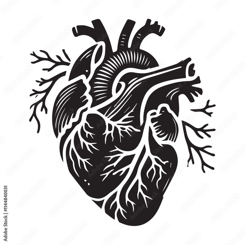 Human heart silhouette vector illustration on white background Human heart silhouette vector illustration on white background