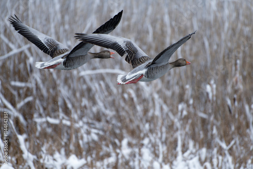 Pair of greylag geese flying in front of snow topped reeds after late April heavy snowfall in Helsinki, Finland in coldest blackberry winter in decades. photo