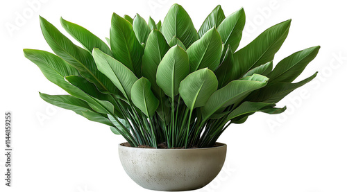 Aspidistra Elatior in Pot: A vibrant Aspidistra Elatior houseplant, known for its resilience and air-purifying qualities, thrives in a simple, elegant pot. Its lush. photo