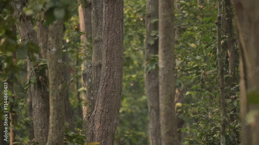 trees in the forest, Valmiki tiger reserve, Bihar, India trees in the forest, Valmiki tiger reserve, Bihar, India