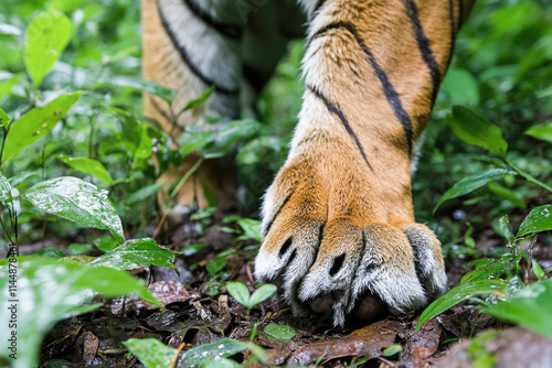 Close-up of wild tiger paw in jungle setting photo