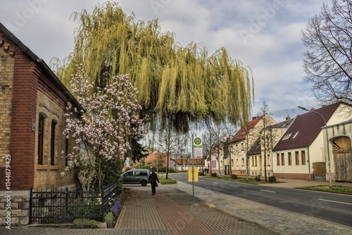 calbe saale, deutschland - strasse in der altstadt mit einer weide