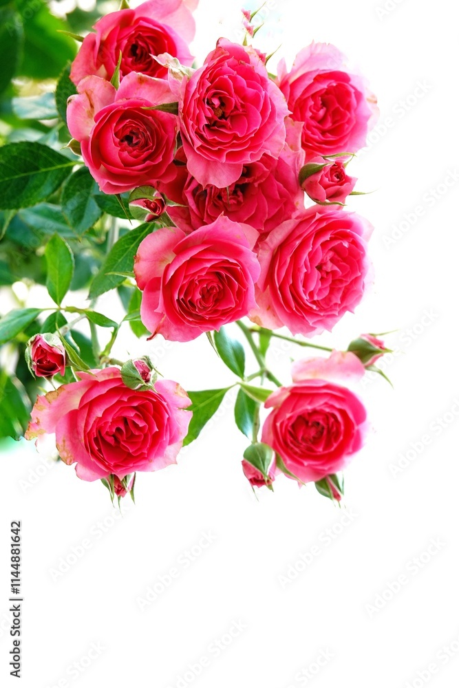A beautiful rose in full bloom, surrounded by blurred greenery. The delicately layered petals reveal bright, warm colors, with natural gradations. A beautiful rose in full bloom, surrounded by blurred greenery. The delicately layered petals reveal bright, warm colors, with natural gradations.
