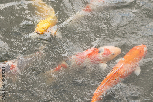 Really love the colors of these koi fish swimming around in this water. These ornamental carp are quite pretty to watch beneath the ripples of the water. This photo was taken in Japan. photo