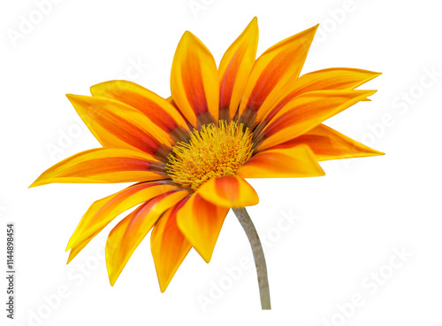 gazania flower or african daisy isolated on transparent background photo