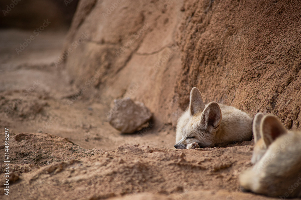 Red fox cub