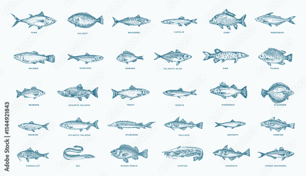 Fish Hand Drawn Set. 30 Freshwater and Sea Fishes Collection. Salmon, Tuna, Herring, Pike, Anchovy, Herring, Trout, Mackerel and Dorado Vintage Seafood Sketches. Engraved Style Isolated Illustrations