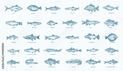 Fish Hand Drawn Set. 30 Freshwater and Sea Fishes Collection. Salmon, Tuna, Herring, Pike, Anchovy, Herring, Trout, Mackerel and Dorado Vintage Seafood Sketches. Engraved Style Isolated Illustrations