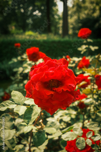 Switzerland Rose Garden