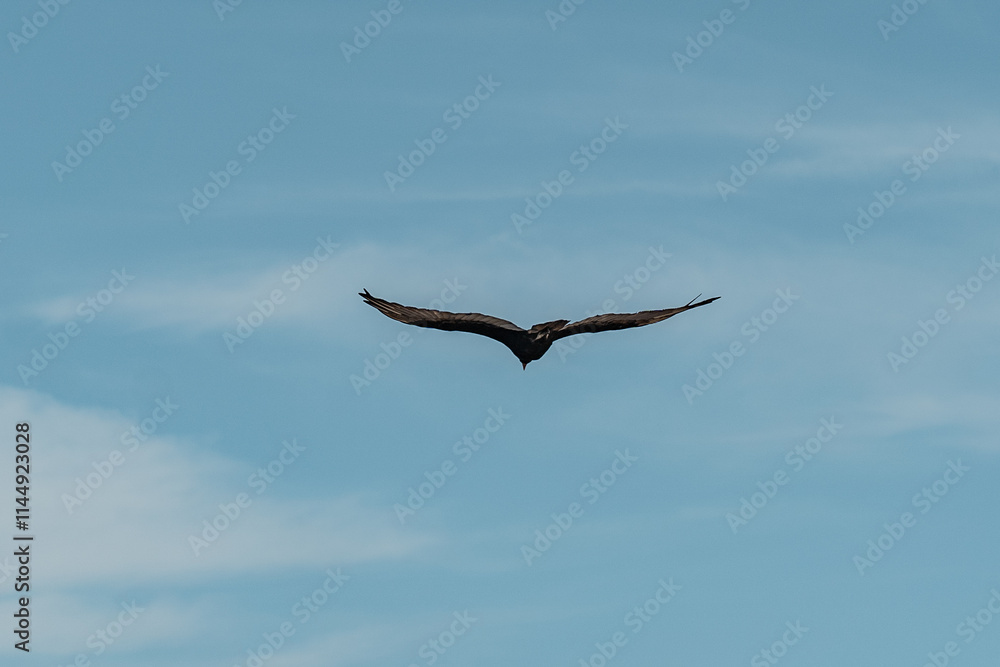 Big bird flying in the sky. Big bird flying in the sky.