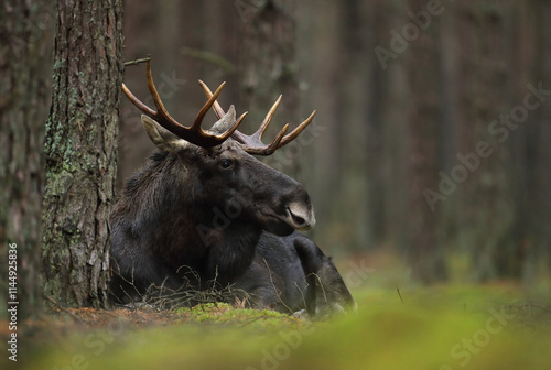 Tablou pe pânză Łoś (Alces alces) moose