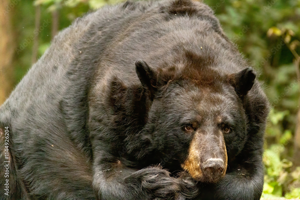 Fototapeta premium American Black Bear