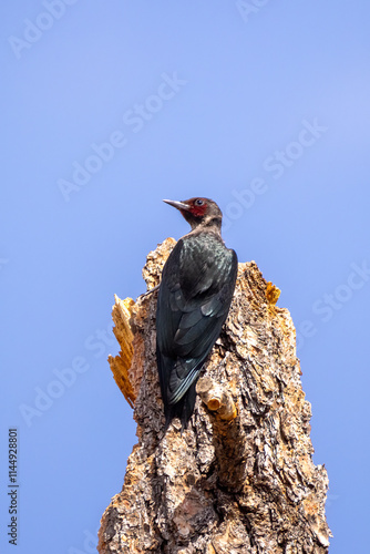 Lewis's Woodpecker photo