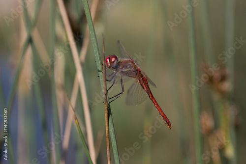стрекозы- Odonata
