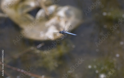 стрекозы- Odonata